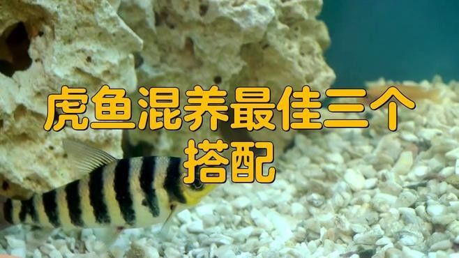 龍魚虎魚圖片大全高清