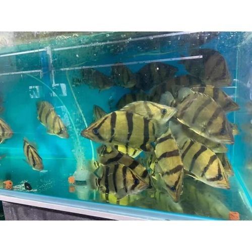 龍魚虎魚圖片大全高清