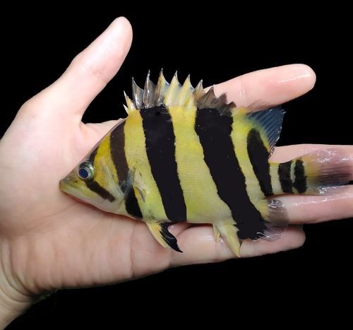 龍魚虎魚圖片大全高清