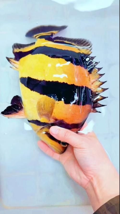龍魚虎魚圖片大全高清