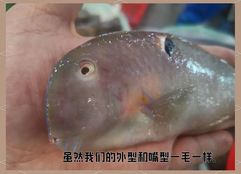 龍鳳魚和介子魚的區(qū)別