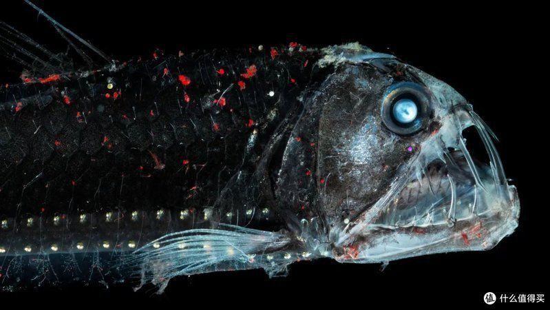 龍鳳魚和介子魚的區(qū)別