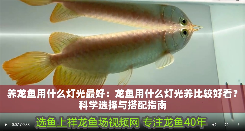 養(yǎng)龍魚用什么燈光最好：龍魚用什么燈光養(yǎng)比較好看？科學(xué)選擇與搭配指南
