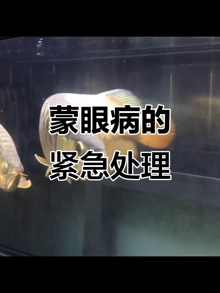 如何判斷金龍魚是否得了蒙眼病？
