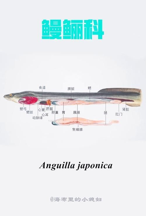 鰻魚身體結構示意圖