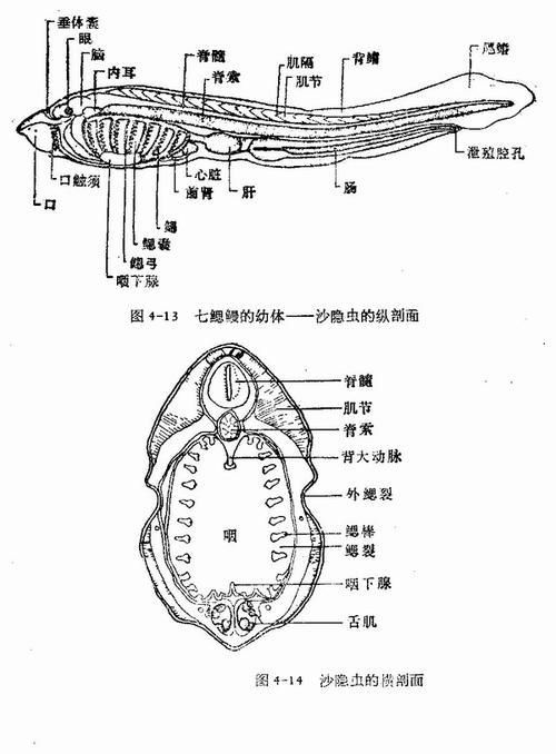 鰻魚身體結構示意圖