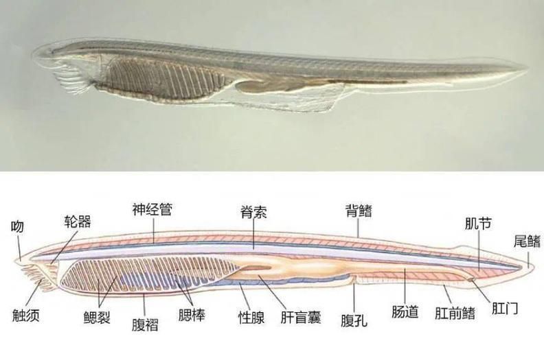 鰻魚身體結構示意圖