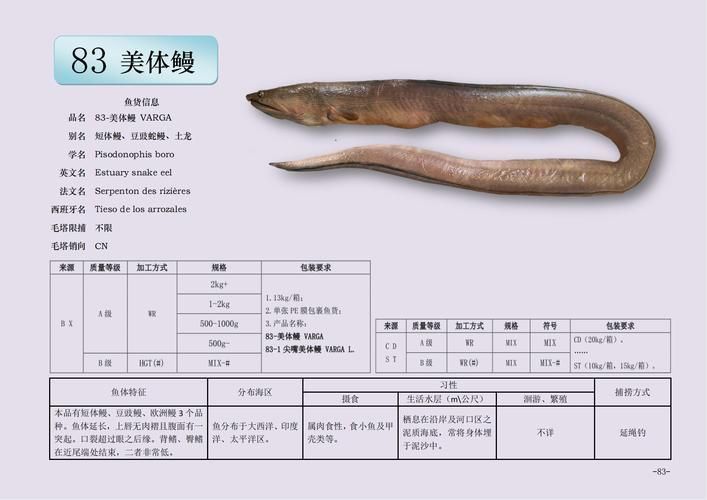 鰻魚身體結構示意圖