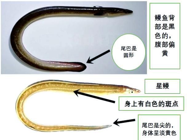 鰻魚身體結構示意圖