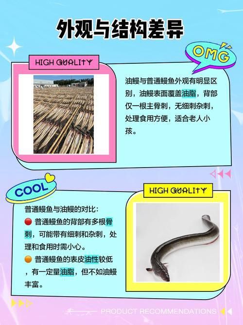 鰻魚身體結構示意圖