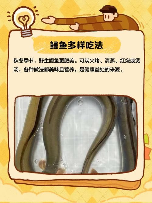 鰻魚身體結構示意圖