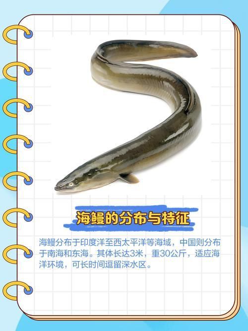 鰻魚身體結構示意圖
