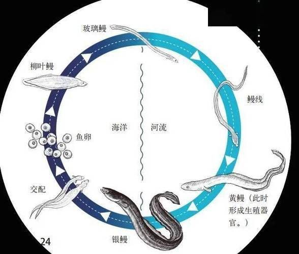 鰻魚身體結構示意圖