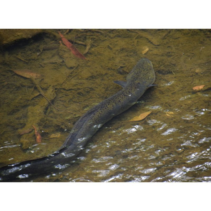 鰻魚身體結構示意圖