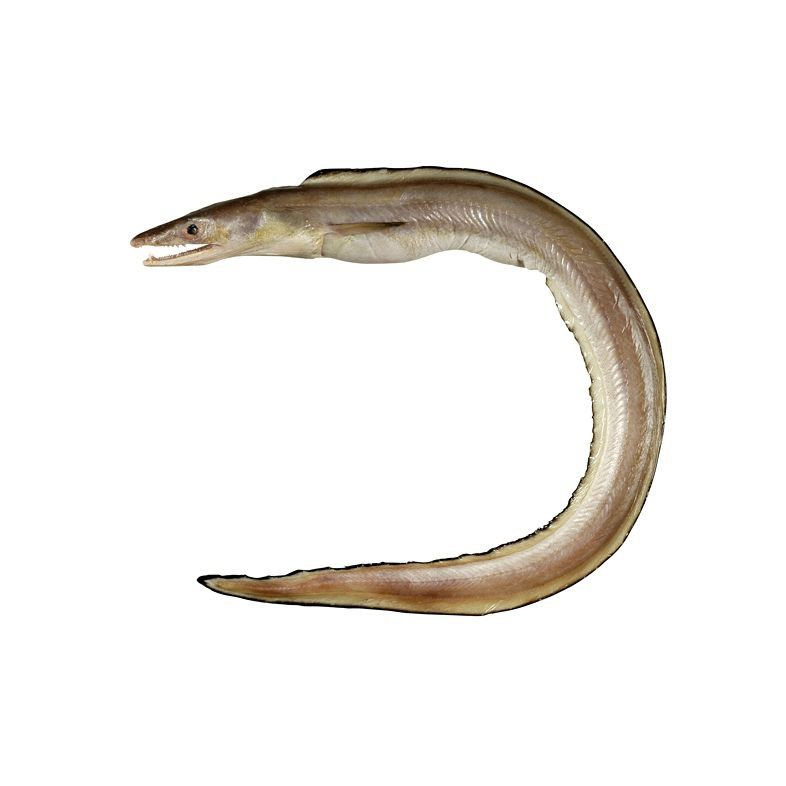 鰻魚身體結構示意圖