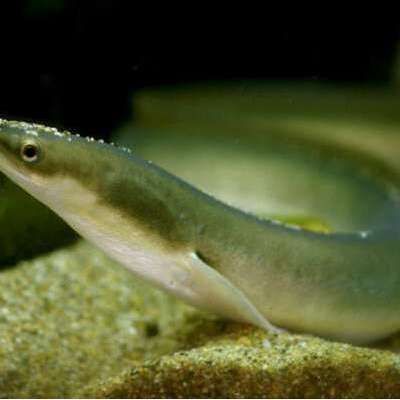 鰻魚身體結構示意圖
