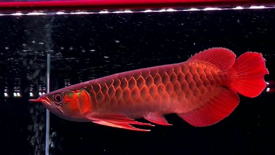紅龍魚掉眼圖片欣賞