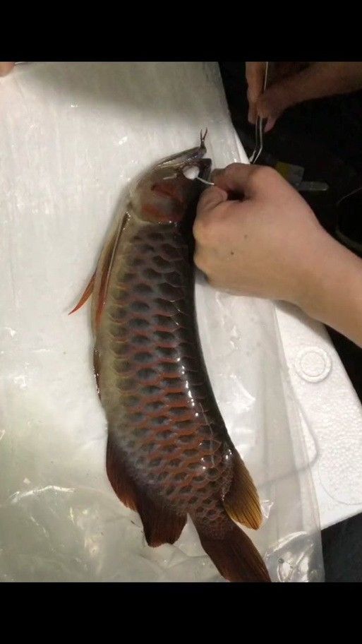 紅龍魚掉眼圖片欣賞