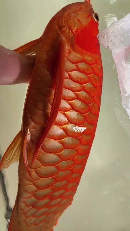 紅龍魚掉眼圖片欣賞