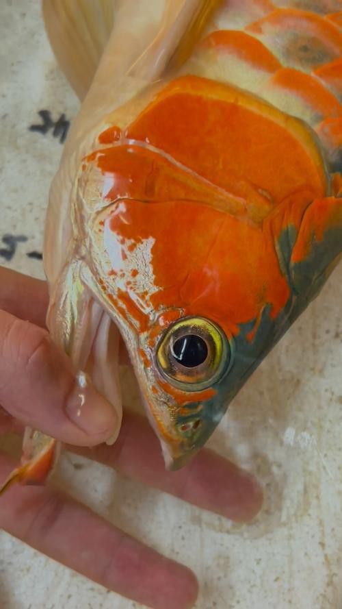 紅龍魚掉眼圖片欣賞