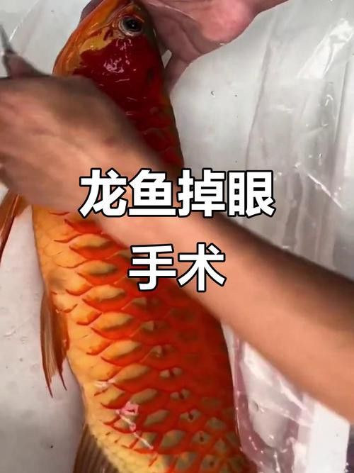 紅龍魚掉眼圖片欣賞