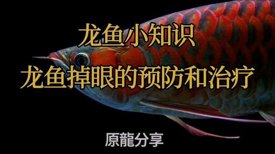 紅龍魚掉眼圖片欣賞