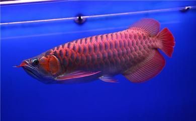 龍魚有什么含義和寓意：龍魚在風水中的具體作用