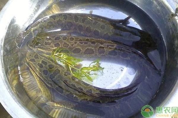 龍魚和黑魚那個有刺：龍利魚和黑魚哪個更有刺 龍魚和黑魚那個有刺：龍利魚和黑魚哪個更有刺 龍魚百科 第4張