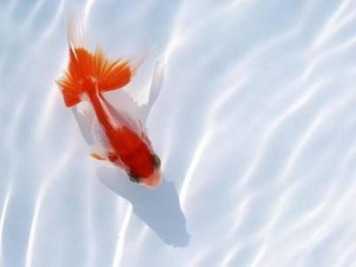 15米魚缸多少錢一個（15米魚缸品牌推薦）