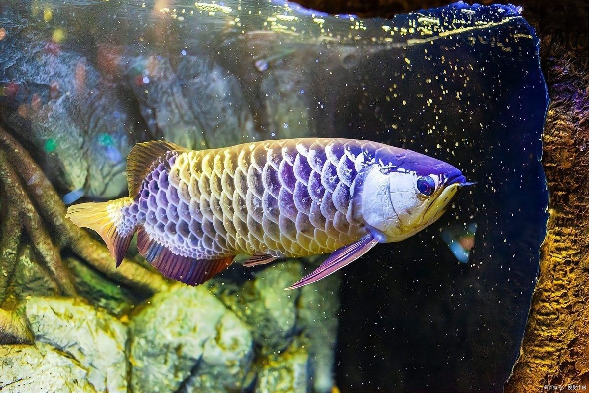 龍魚最怕什么藥