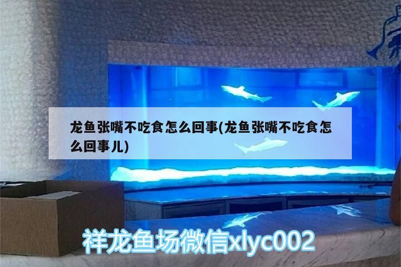 龍魚(yú)混養(yǎng)四大神獸：龍魚(yú)混養(yǎng)四大神獸好嗎