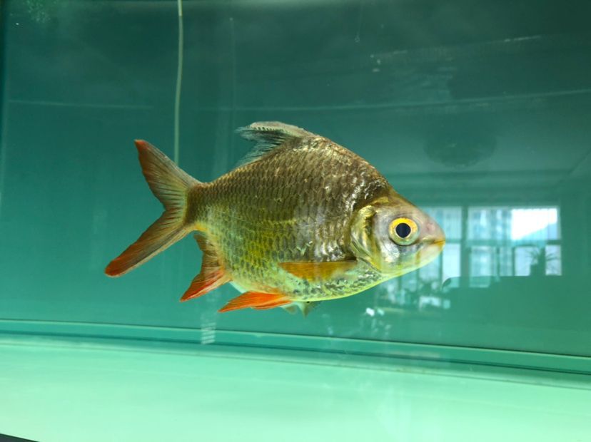 檸檬鯽魚能和龍魚一起養嗎（檸檬鯽魚能和龍魚一起養嗎檸檬鯽魚和龍魚一起養嗎） 檸檬鯽魚能和龍魚一起養嗎（檸檬鯽魚能和龍魚一起養嗎檸檬鯽魚和龍魚一起養嗎） 龍魚百科 第5張
