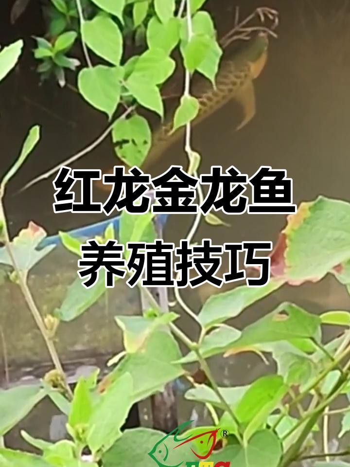 紅龍和金龍魚哪個(gè)更好養(yǎng)？