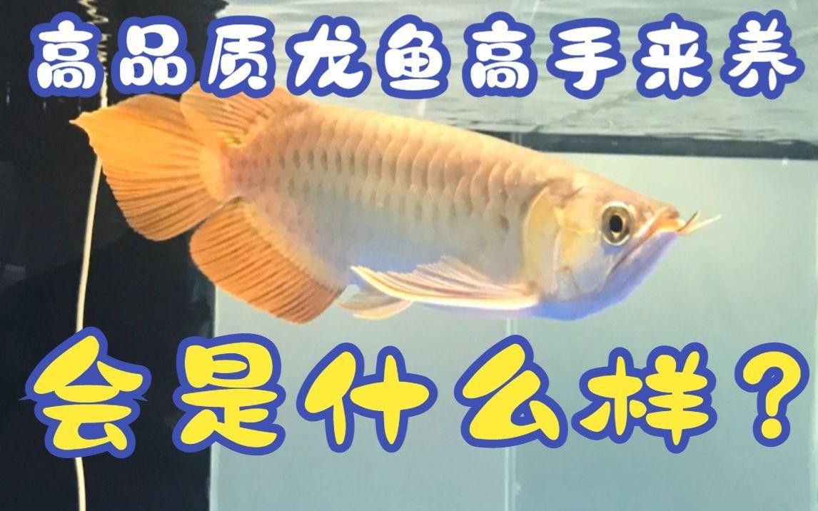 紅龍和金龍魚哪個(gè)更好養(yǎng)？