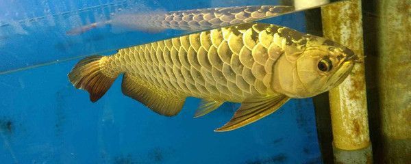 龍魚在缸里拒食亂竄什么原因：龍魚在缸中拒食并亂竄可能由多種原因引起龍魚拒食