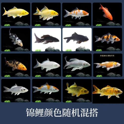 如何區(qū)分龍鳳魚(yú)的稀有品種？