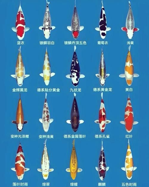 如何區分龍鳳魚的稀有品種？