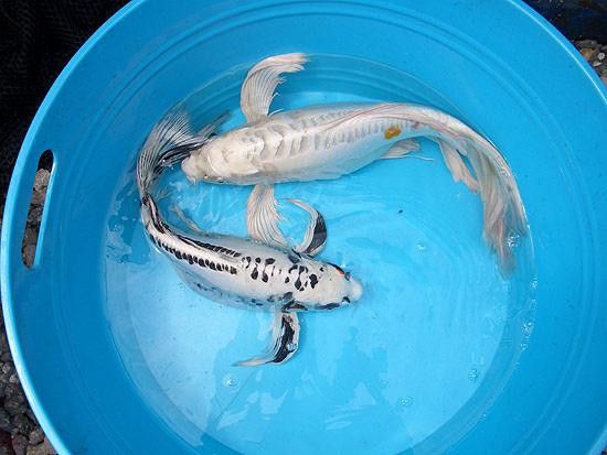 如何區分龍鳳魚的稀有品種？