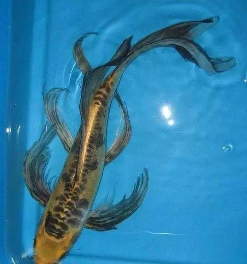 如何區分龍鳳魚的稀有品種？