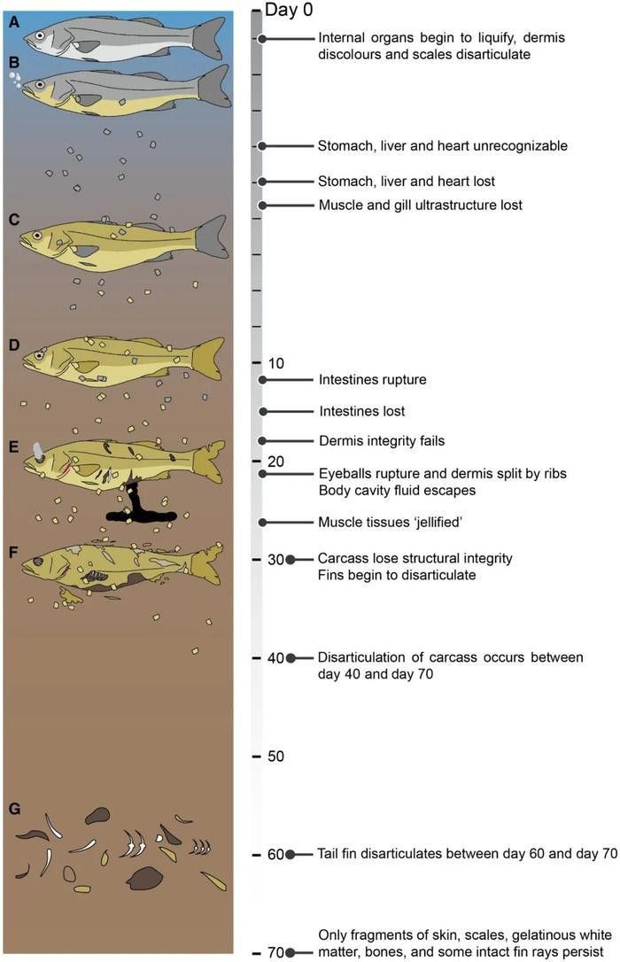 六角龍魚死亡后多久會腐爛？