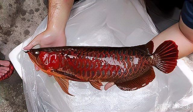 紅龍魚怎么看品相好壞圖解