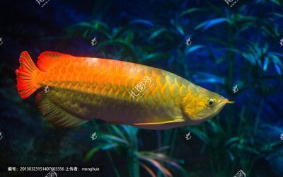 紅龍魚能養多大（紅龍魚能活多少年紅龍魚能長多大-龍魚學堂）