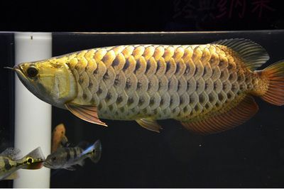 龍魚大小鱗：關(guān)于龍魚大小鱗的問題