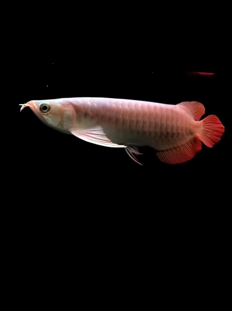 紅金龍魚圖片高清大圖