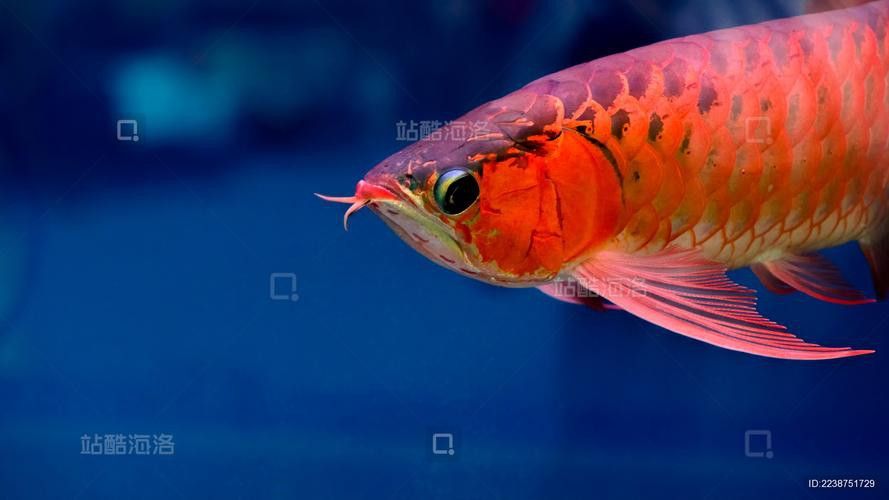 紅金龍魚圖片高清大圖