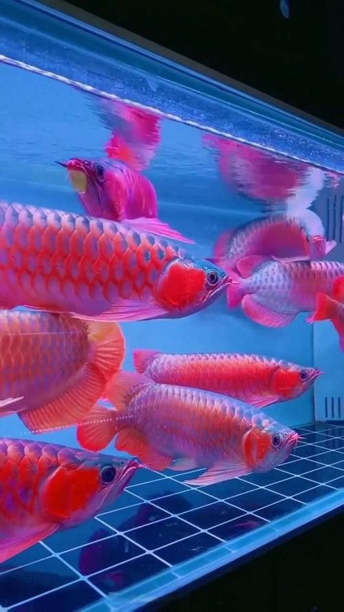 紅金龍魚圖片高清大圖