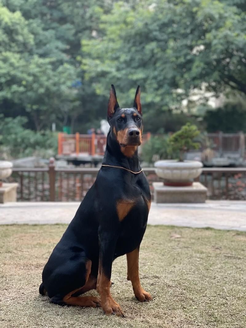 賽級犬圖片