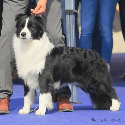 賽級犬圖片