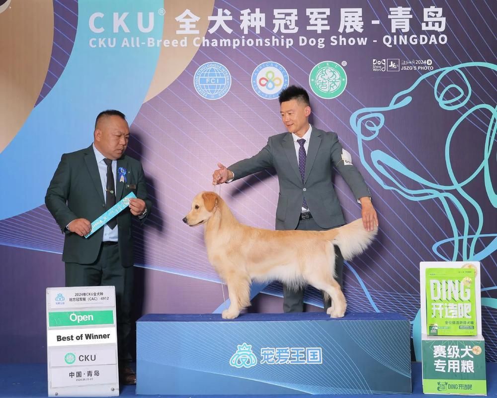 賽級犬圖片