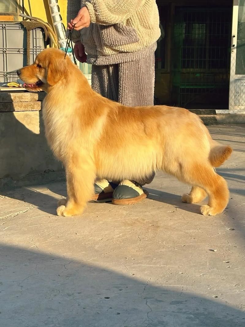 賽級犬圖片
